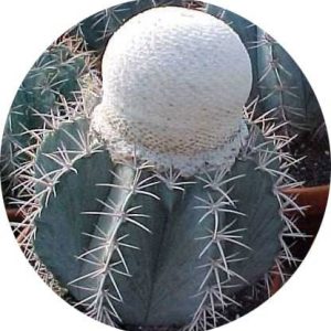 بذر ملوکاکتوس شاتزلی MELOCACTUS sp San Christobal Venezue