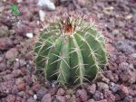 بذر ملوکاکتوس شاتزلی MELOCACTUS sp San Christobal Venezue