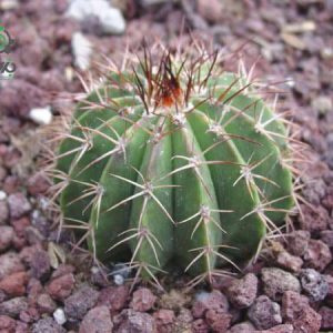 بذر ملوکاکتوس شاتزلی MELOCACTUS sp San Christobal Venezue