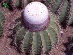 بذر ملوکاکتوس شاتزلی MELOCACTUS sp San Christobal Venezue