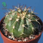 بذر ملوکاکتوس شاتزلی MELOCACTUS sp San Christobal Venezue