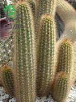 بذر کاکتوس هاگوسرئوس میکس واریته ها HAAGEOCEREUS Mixed