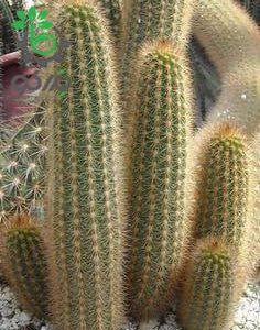 بذر کاکتوس هاگوسرئوس میکس واریته ها HAAGEOCEREUS Mixed