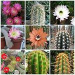 بذر کاکتوس هاگوسرئوس میکس واریته ها HAAGEOCEREUS Mixed