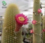 بذر کاکتوس هاگوسرئوس میکس واریته ها HAAGEOCEREUS Mixed