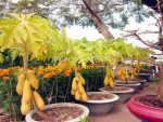 بذر درختچه خربزه درختی پاپایا  (PAPAYA)