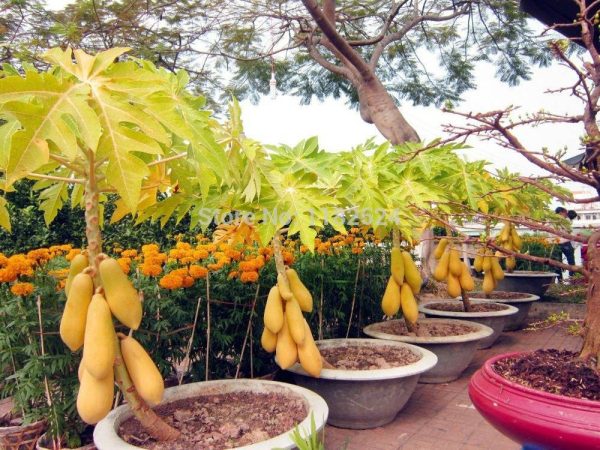بذر درختچه خربزه درختی پاپایا  (PAPAYA)