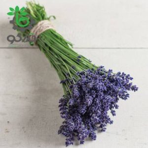 بذر اسطوخدوس لاواندولا الاگانس f1 شرکت پن آمریکن |  Lavandula angustifolia Ellagance