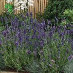 بذر اسطوخدوس لاواندولا الاگانس f1 شرکت پن آمریکن |  Lavandula angustifolia Ellagance