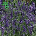 بذر اسطوخدوس لاواندولا الاگانس f1 شرکت پن آمریکن |  Lavandula angustifolia Ellagance