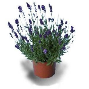 بذر اسطوخدوس لاواندولا الاگانس f1 شرکت پن آمریکن |  Lavandula angustifolia Ellagance