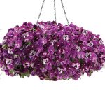 بذر گل بنفشه کمیاب موج سرد رنگ تمشکی | Pansy Cool Wave Raspberry