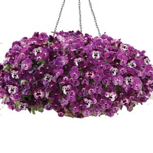 بذر گل بنفشه کمیاب موج سرد رنگ تمشکی | Pansy Cool Wave Raspberry