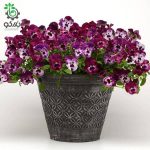 بذر گل بنفشه کمیاب موج سرد رنگ تمشکی | Pansy Cool Wave Raspberry