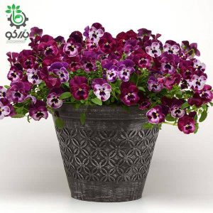 بذر گل بنفشه کمیاب موج سرد رنگ تمشکی | Pansy Cool Wave Raspberry