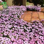 بذر  گل بسیار زیبای استئوسپرموم شرکت پان آمریکن | Osteospermum Akila Lavender Shade
