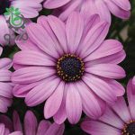 بذر  گل بسیار زیبای استئوسپرموم شرکت پان آمریکن | Osteospermum Akila Lavender Shade
