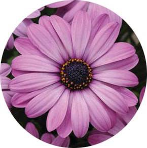 بذر  گل بسیار زیبای استئوسپرموم شرکت پان آمریکن | Osteospermum Akila Lavender Shade