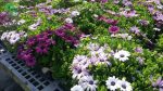 بذر گل استئوسپرموم  آکیلا رنگ الوان شرکت پن آمریکن | Osteospermum Akila Mix