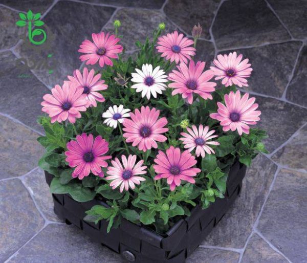 بذر گل استئوسپرموم  آکیلا رنگ الوان شرکت پن آمریکن | Osteospermum Akila Mix