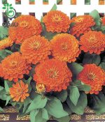 بذر گل آهار واریته دریم لند شرکت تاکی سیدز مرجانی | Zinnia Elegans Dreamland Coral F1