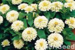بذر گل آهار واریته دریم لند شرکت تاکی سیدز رنگ عاجی | Zinnia Elegans Dreamland Ivory F1