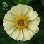 بذر گل آهار واریته دریم لند شرکت تاکی سیدز رنگ عاجی | Zinnia Elegans Dreamland Ivory F1