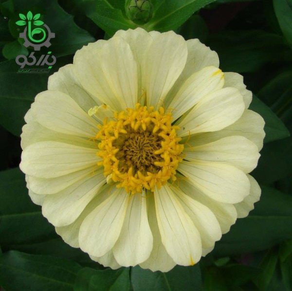 بذر گل آهار واریته دریم لند شرکت تاکی سیدز رنگ عاجی | Zinnia Elegans Dreamland Ivory F1
