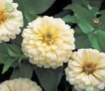 بذر گل آهار واریته دریم لند شرکت تاکی سیدز رنگ عاجی | Zinnia Elegans Dreamland Ivory F1