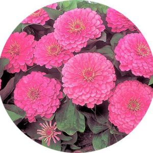 بذر گل آهار واریته دریم لند شرکت TAKII SEED رنگ صورتی | Zinnia Elegans Dreamland Pink F1