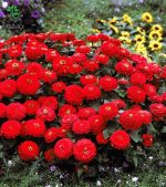 بذر گل آهار واریته دریملند اف1 رنگ قرمز | Zinnia Elegans Dreamland Red F1