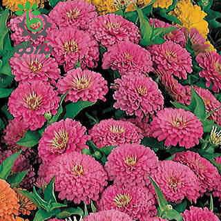 بذر گل آهار واریته دریم لند اف1 رنگ رز | Zinnia Elegans Dreamland Rose F1