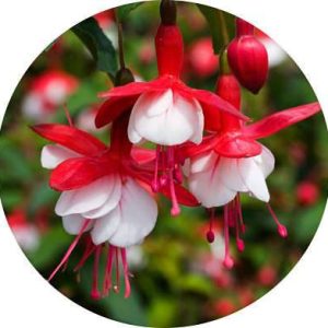 بذر گل گوشواره (fuchsia)