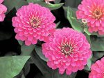 بذر گل آهار واریته دریم لند اف1 رنگ رز | Zinnia Elegans Dreamland Rose F1
