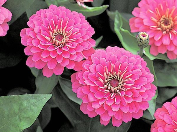 بذر گل آهار واریته دریم لند اف1 رنگ رز | Zinnia Elegans Dreamland Rose F1