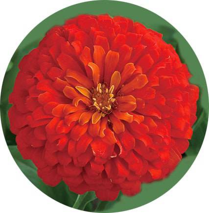 بذر گل آهار واریته دریم لند رنگ اسکارلت | Zinnia Elegans Dreamland Scarlet F1