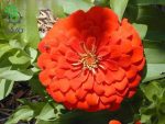 بذر گل آهار واریته دریم لند رنگ اسکارلت | Zinnia Elegans Dreamland Scarlet F1