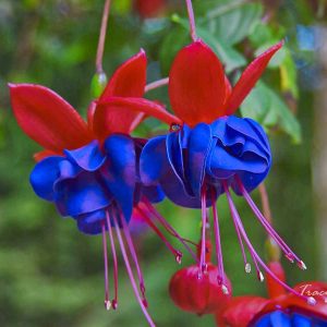بذر گل گوشواره (fuchsia)