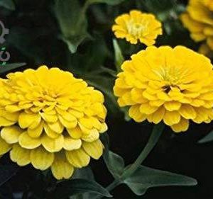 بذر گل آهار واریته دریم لند رنگ زرد | Zinnia Elegans Dreamland Yellow F1