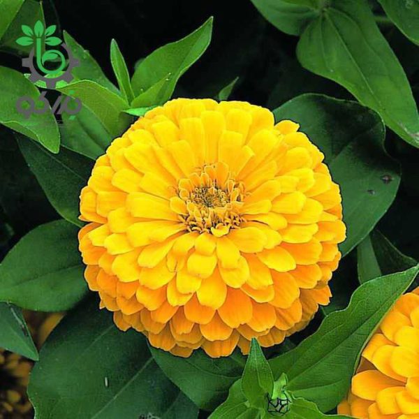 بذر گل آهار واریته دریم لند رنگ زرد | Zinnia Elegans Dreamland Yellow F1