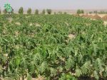 بذر پاپایا پاکوتاه بنگلادشی | میوه خربزه درختی