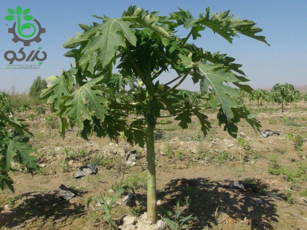 بذر پاپایا پاکوتاه بنگلادشی | میوه خربزه درختی