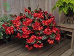 بذر گل بسیار زیبای بگونیا بنارینسیس دلوکس گل قرمز برگ برنزی | Begonia x benariensis BIG DeluXXe Red Bronze Leaf
