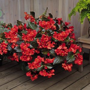 بذر گل بسیار زیبای بگونیا بنارینسیس دلوکس گل قرمز برگ برنزی | Begonia x benariensis BIG DeluXXe Red Bronze Leaf