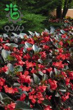 بذر گل بسیار زیبای بگونیا بنارینسیس دلوکس گل قرمز برگ برنزی | Begonia x benariensis BIG DeluXXe Red Bronze Leaf