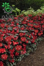 بذر گل بسیار زیبای بگونیا بنارینسیس دلوکس گل قرمز برگ برنزی | Begonia x benariensis BIG DeluXXe Red Bronze Leaf