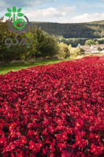 بذر گل بسیار زیبای بگونیا بنارینسیس دلوکس گل قرمز برگ برنزی | Begonia x benariensis BIG DeluXXe Red Bronze Leaf