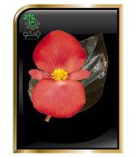 بذر گل بسیار زیبای بگونیا بنارینسیس دلوکس گل قرمز برگ برنزی | Begonia x benariensis BIG DeluXXe Red Bronze Leaf