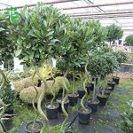 بذر درخت برگ بو | Tree laurel Bonsai Seed
