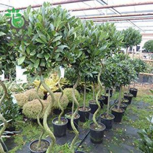 بذر درخت برگ بو | Tree laurel Bonsai Seed